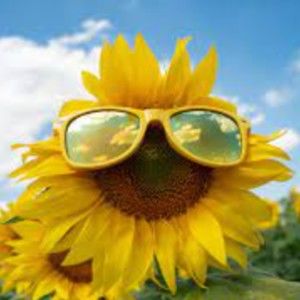 Meet your Posher, Merry